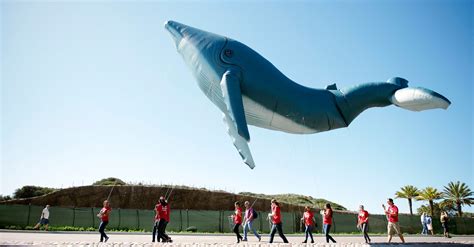 10 ways to celebrate whales at the upcoming Dana Point Festival of the ...