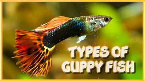 40 Different Types of Guppy Fish in the World - YouTube