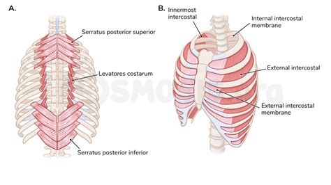 Subcostalis Muscle Muscle Anatomy Images Anatomy | My XXX Hot Girl