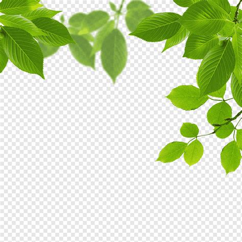 Animated green leaf, Leaf Green, Leaves, watercolor Leaves, leaf, branch png | PNGWing