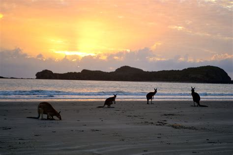 Kangaroos on the Beach at Sunrise, Cape Hillsborough National Park | National parks, Sunrise ...