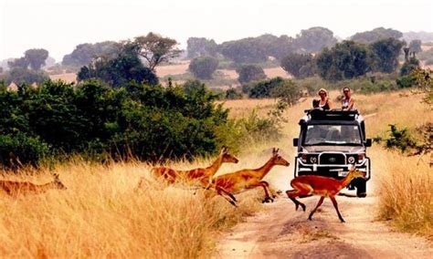 Game Viewing in Queen Elizabeth National Park Uganda