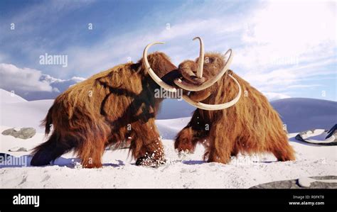 woolly mammoth bulls fighting, prehistoric ice age mammals in snow covered landscape (3d ...