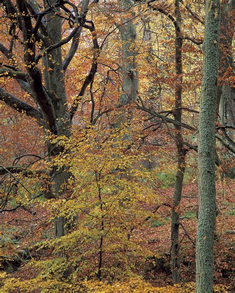 Woodland in autumn - Stock Image - E640/0461 - Science Photo Library