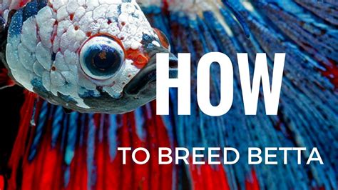 HOW to breed Betta fish COMPLETELY STEP BY STEP - YouTube