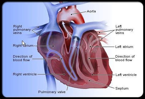 Heart Cardiovascular Disease – East Central Health District