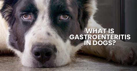 What You Need To Know About Gastroenteritis In Dogs - Dogs Naturally