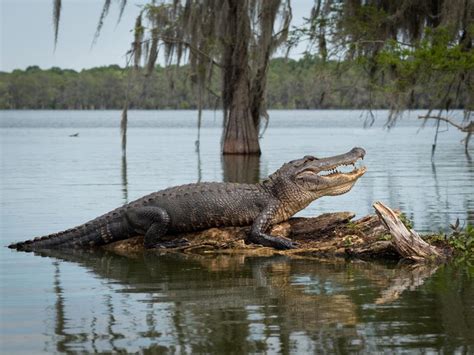 Your Complete Fun Guide to Driving Florida’s Alligator Alley - Deep ...