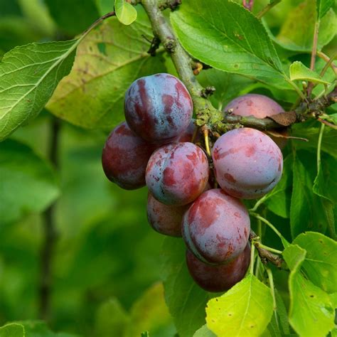 10 Best Fruit Trees to Grow at Home | Family Handyman