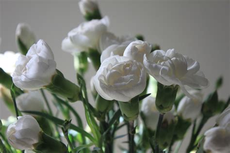 White Carnations — FOTD 02 Dec – Photos by Jez