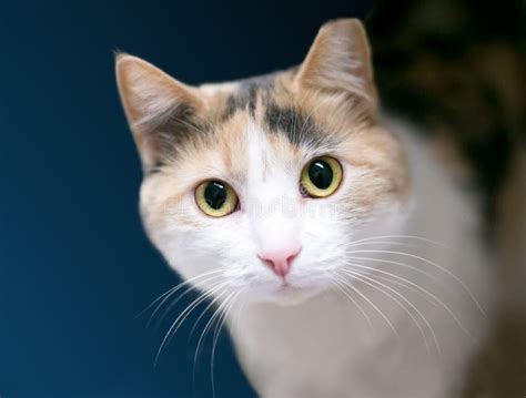 A Calico Domestic Shorthair Cat with Its Left Ear Tipped Stock Image - Image of curious, furry ...