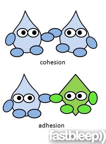 Chemical principles: Properties of water - Biochemistry | Teaching biology, Teaching chemistry ...