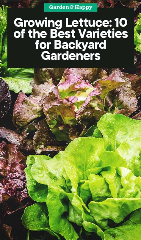 15 of the Best Lettuce Varieties to Grow for Backyard Gardeners - Garden and Happy