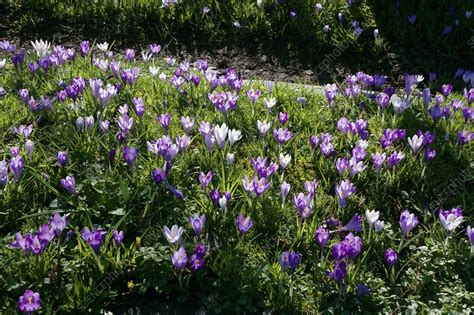 Spring crocus (Crocus vernus) - Stock Image - C001/2637 - Science Photo ...