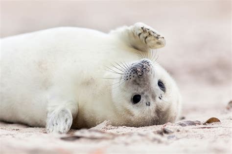 Baby Seals - Cute White-Furred Babies - MyStart