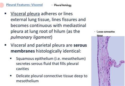 Parietal Pleura Histology