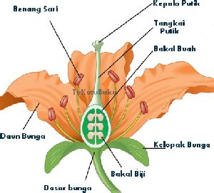 Bunga Sempurna Dan Bunga Tidak Sempurna Beserta Contohnya – Berbagai Contoh