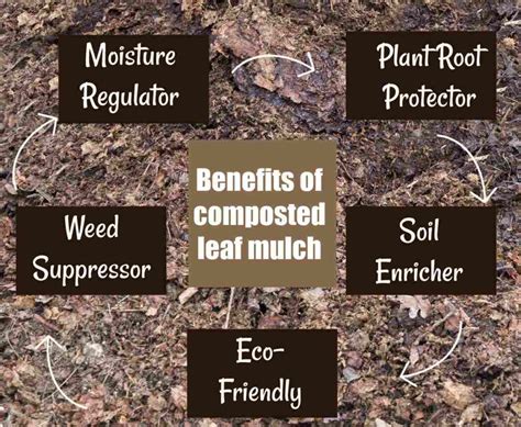 Tips for Mulching Leaves - How to Make Composted Leaf Mulch