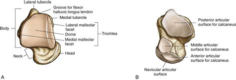 Trochlea Of The Talus