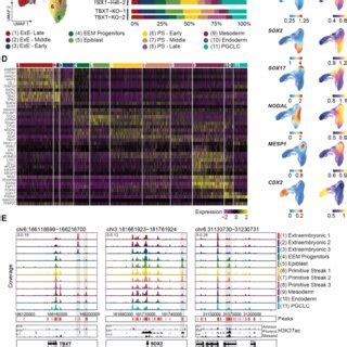 snRNA-seq reveals conserved lineage emergence in the absence of TBXT... | Download Scientific ...