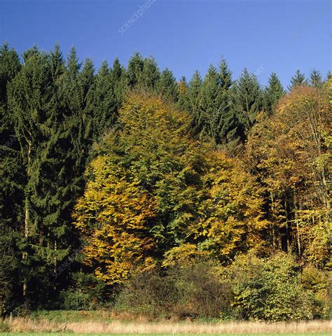 Woodland in autumn - Stock Image - B601/0057 - Science Photo Library