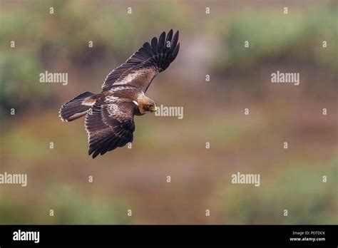 Flying Booted Eagle (Aquila pennata Stock Photo - Alamy