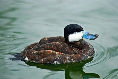 File:Ruddy Duck at Whipsnade Zoo.jpg - Wikipedia, the free encyclopedia