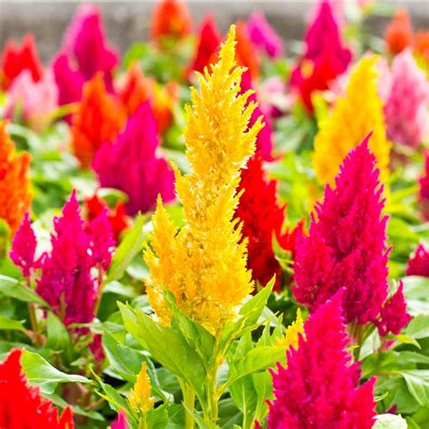 Dwarf Celosia (Celosia plumosa) | My Garden Life