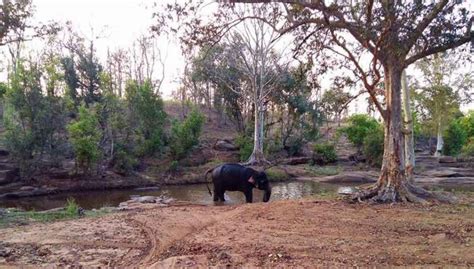 Satpura National park Safari - Timings, Cost, Online Booking, Jeep, Tickets