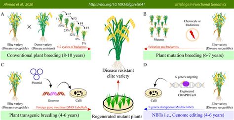 Illustration of comparison of plant breeding and mutagenesis methods ...