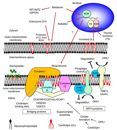 IJMS | Free Full-Text | Functional Mechanisms of Mitochondrial Respiratory Chain Supercomplex ...