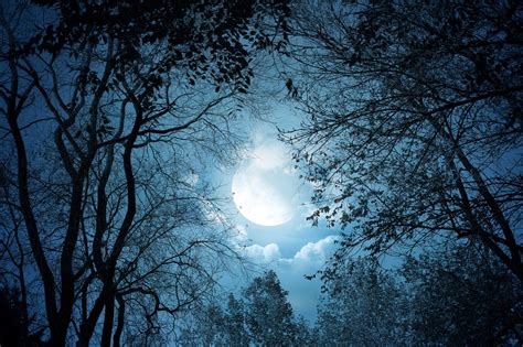 Moon and tree, fantasy art, trees, forest, Moon HD wallpaper | Wallpaper Flare