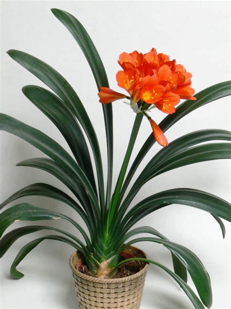 Clivia miniata (Kaffir Lily) - World of Flowering Plants