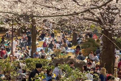 Cherry Blossom Hanami | Japan Experience