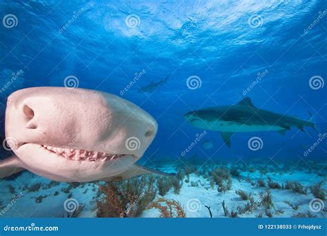 Lemon shark, Bahamas stock image. Image of atlantic - 122138033