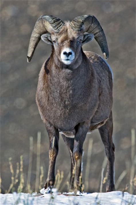 Bighorn Sheep Facts - NatureMapping