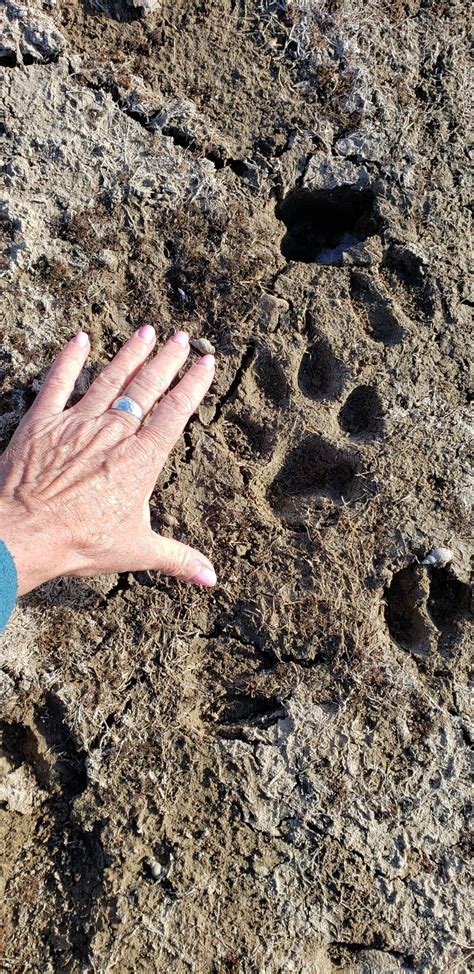 Moffat County wolves photographed on game camera | Western Colorado | gjsentinel.com