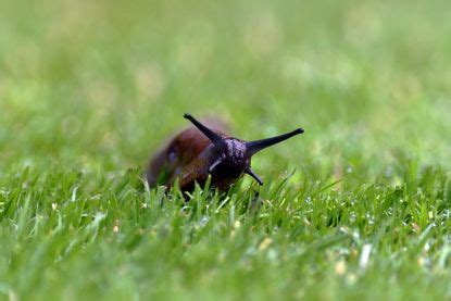 Slug control methods – experts reveal the best ways | Homes & Gardens