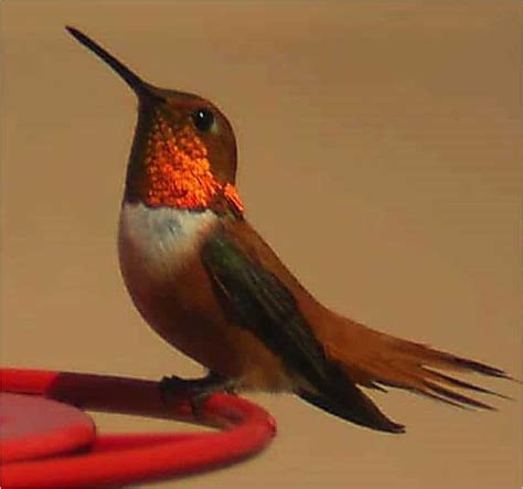 The Rufous Hummingbird - Garden Brook Realty