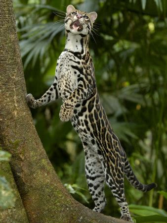 Rain forest for sustained world: THE AMAZON RAINFOREST THE LAST FRONTIER ON EARTH