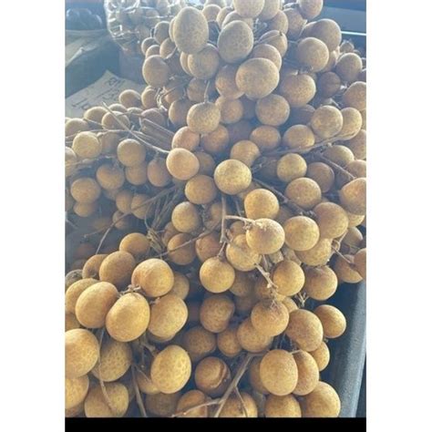 buah mata kucing fresh buah longan 500g | Lazada