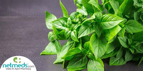 Lemon Basil Plant