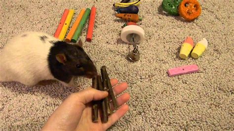 Chew Toys for Rats - YouTube