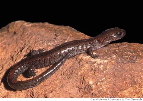 Rapid global warming threatens lungless salamanders