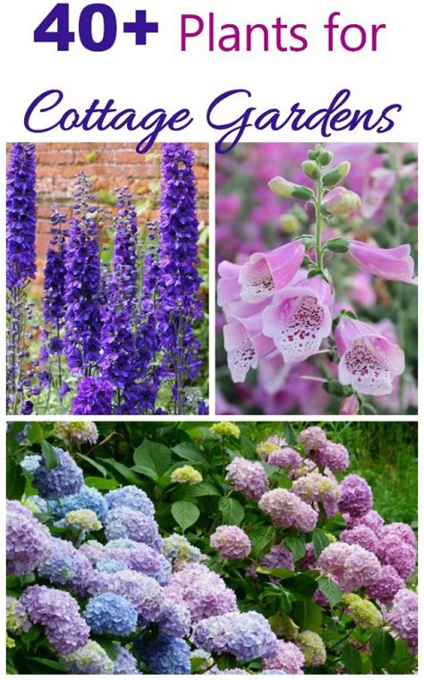 Cottage Garden Plants - Perennials Annuals & Bulbs for Cottage Gardens