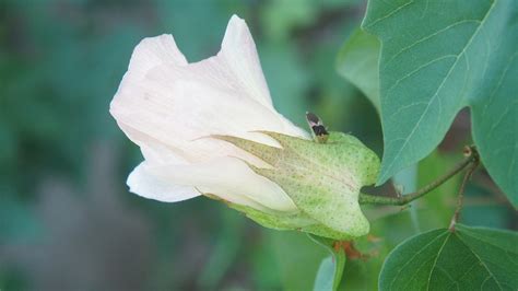 Cotton Flower Nature - Free photo on Pixabay