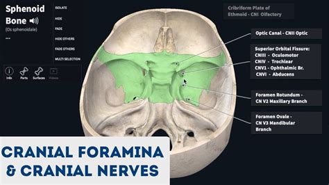 Jugular Foramen Cranial Nerves