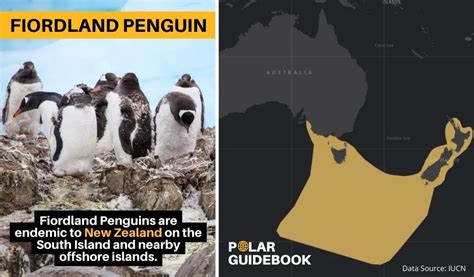 12 Fascinating Facts About Fiordland Penguins [#4 is Hard to Believe ...