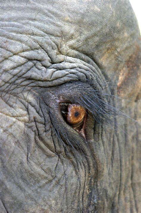 Asian Elephant Eye Photograph by M. Watson | Pixels