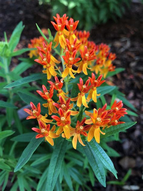 Florida Wildflowers: Butterfly Weed | Gardening in the Panhandle